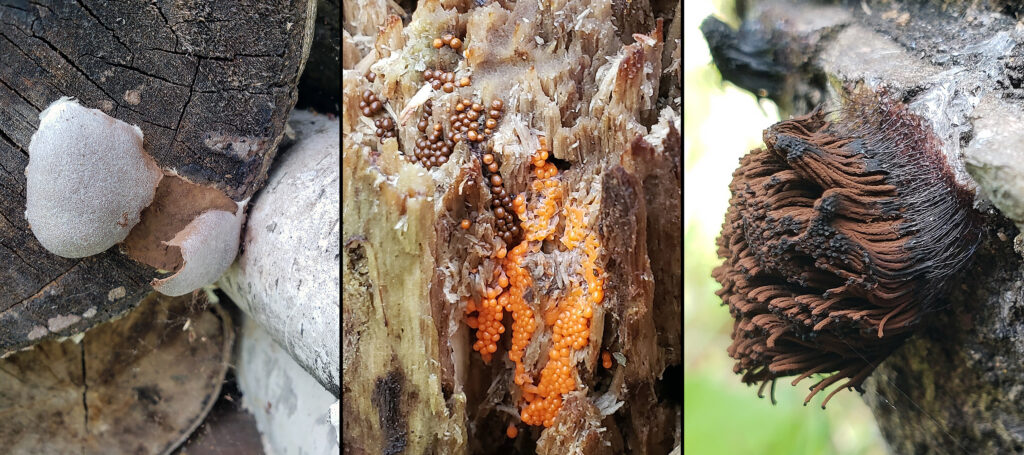Photo showing species of slime mold. From left to right: Dog vomit slime mold on wood chips; false puffball slime mold, probable insect-egg slime mold; and chocolate tube slime mold.