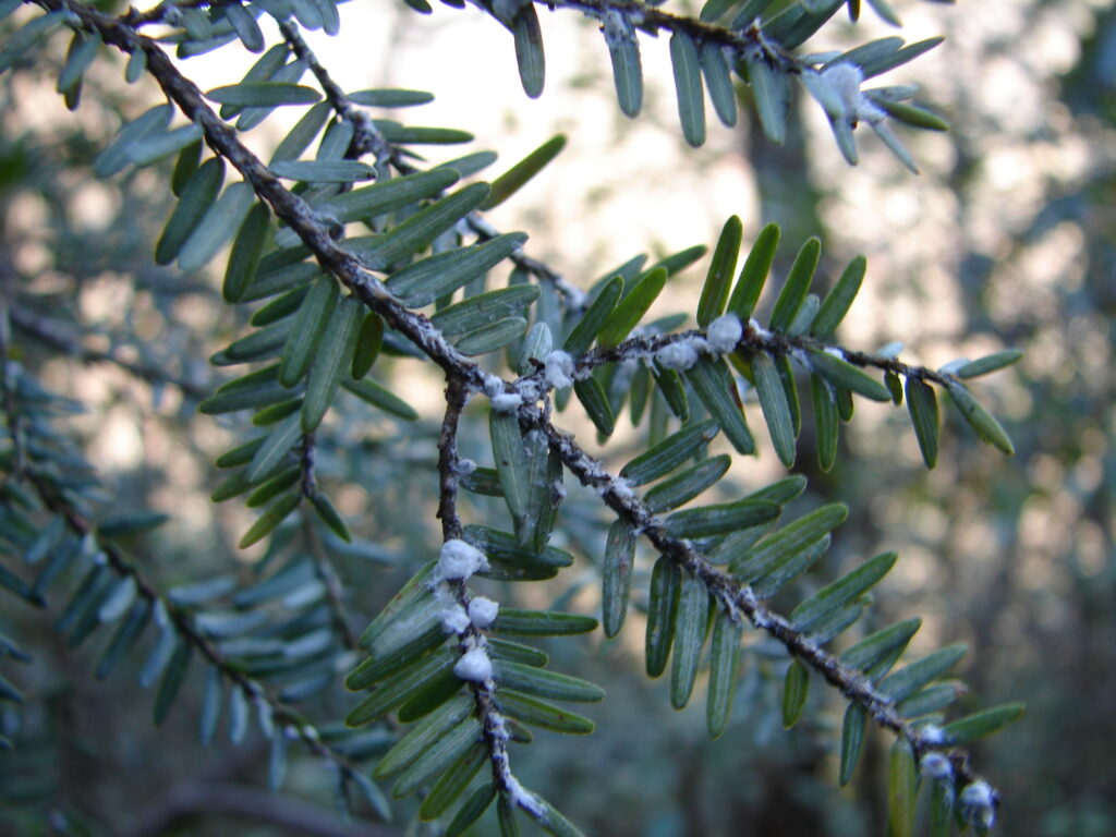 Watch For Hemlock Woolly Adelgid