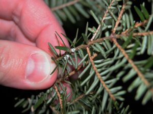 Light infestations of hemlock woolly adelgid can be difficult to spot. This photo shows two HWA insects on a branch.