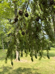 A photo shows a hemlock branch with needles, old cones and newly forming cones. Look for hemlock woolly adelgid on the undersides of branches at the base of the needles.
