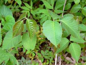 A close-up photo of poison ivy leaves.