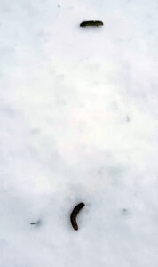 Photo of cutworms on snow in January in Wisconsin.