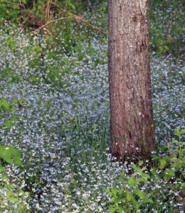 A wide view showing how Woodland forget-me-not can resemble a fluorescent blue carpet in a forest.