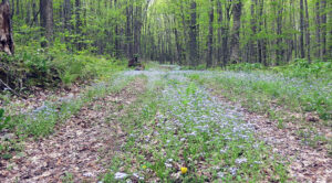 Wide-angle photo of a forest road covered by a blanket of Woodland forget-me-not.