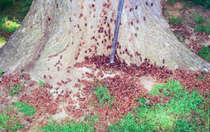 Photo showing hundreds of empty cicada larval cases surround a tree trunk.