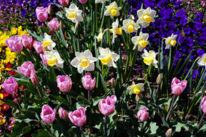 Photo of popular garden plants including tulips and daffodils.