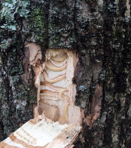 Photo of a green ash tree with a small piece of bark cut back shows emerald ash borer larvae feeding on the tree.