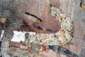 Close-up photo of several Tetrastichus planipennisi parasitoid larvae feed and develop inside emerald ash borer larvae.