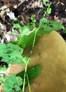 Photo showing that leaves appear wrinkled and less healthy in garlic mustard plants affected by aphids.