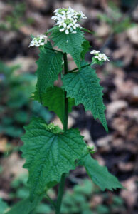 Photo of a second-year garlic mustard plant, showing a tall flowering stem with small white flowers and triangular leaves.