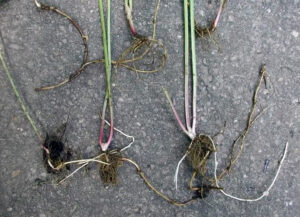 Close-up photo of pulled Bishop's goutweed plants showing horizontal underground roots called rhizomes.