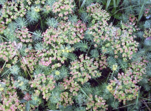 Photo showing how cypress spurge flowers have distinctive yellowish-green bracts that turn purplish-red.