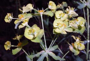 Photo showing the paired flowers of leafy spurge forming umbels, or umbrella-shaped clusters, at the tops of stems.