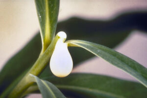 Photo showing the white milky sap of spurge plants, sometimes called “wolf’s milk.”