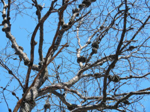 Photo showing large Phomopsis galls on a tree before it has leafed out in the spring.