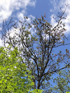 Photo showing a tree in decline due to many Phomopsis galls.