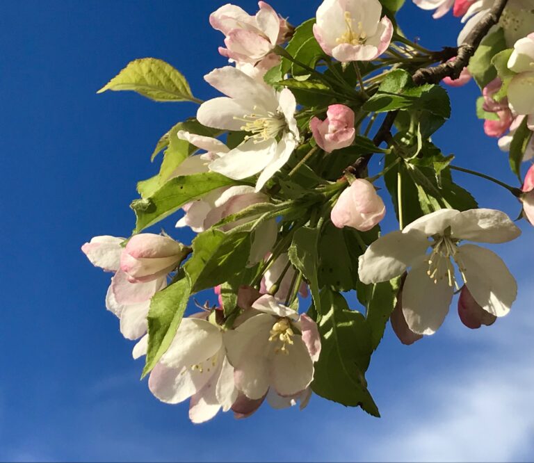 Botanical Sexism Fact Or Fiction?