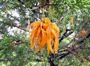 The spore-producing, slimy, orange gelatinous galls caused by the cedar apple rust fungus.