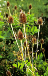 Common teasel has bracts (leaf-like structures that form a cup around the flower heads) that are longer than the flower heads themselves.