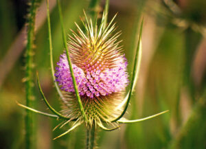 Common teasel in bloom. The flowerheads of teasel species are distinct, unusually large, stiff and sturdy.