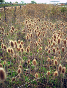 An infestation of common teasel on a roadside. Though once useful plants, the teasels have escaped cultivation and are aggressive invasive plants.