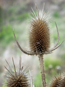 Cut-leaved teasel (pictured) is visually similar to common teasel, so look closely at the bracts (the leaf-like structures that form a cup around the flower heads) to tell the difference. Shorter bracts are present on cut-leaved teasel.