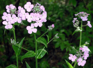 The invasive plant dame's rocket can be identified by its four petals per flower.