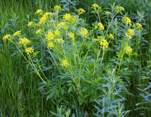 Native golden alexander is often mistaken for invasive wild parsnip.