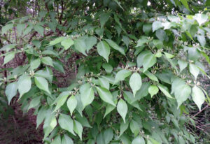 To determine if a honeysuckle is a native or invasive species, break off an older branch and check the pith.