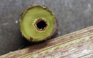 The pith of invasive honeysuckle, seen here, is brown and hollow.
