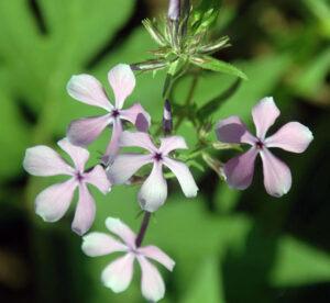 Native phlox species have five petals per flower.