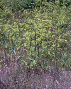 Wild parsnip is often mistaken for native golden alexander.
