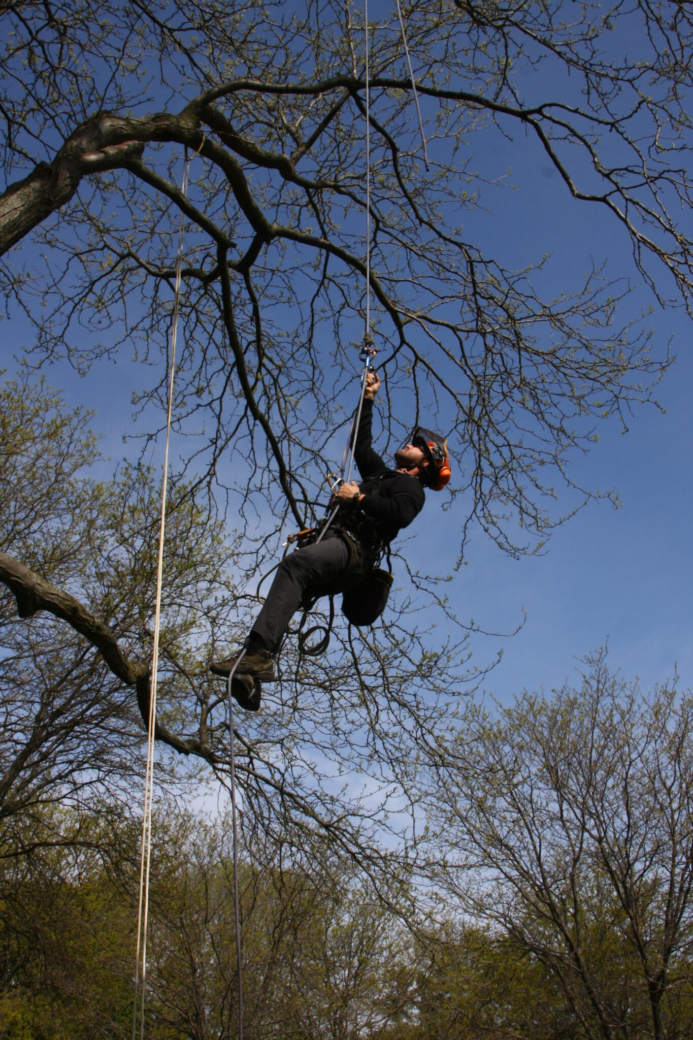 WAA Summer Conference And Tree Climbing Competition July 2628