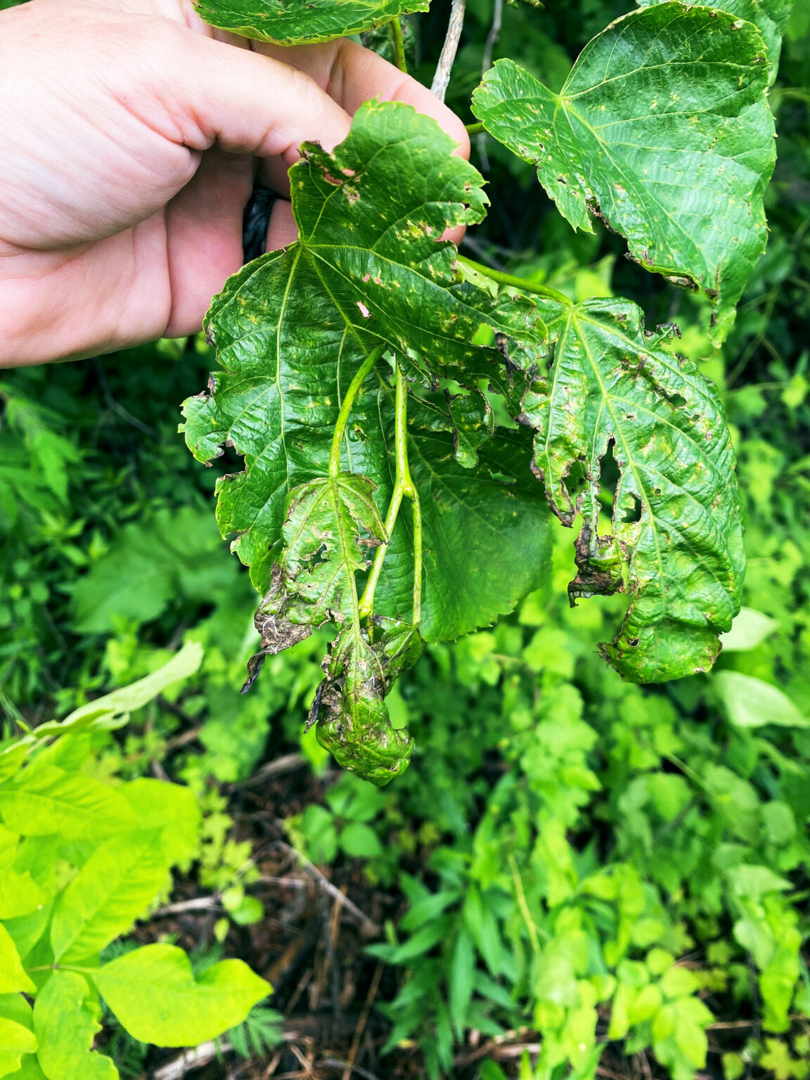 Basswood Trees Short On Leaves Due To Thrips