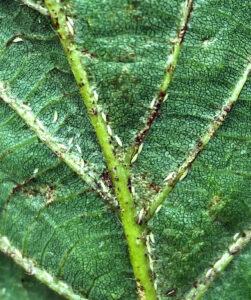 Closeup photo showing tiny white basswood thrips lined up along the veins on the underside of leaves, feeding and creating leaf damage.