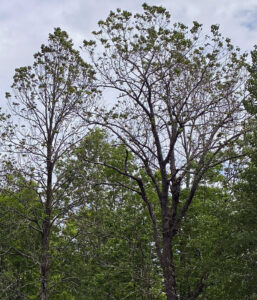 Photo showing significant damage to basswood leaves after infestation with introduced basswood thrips.