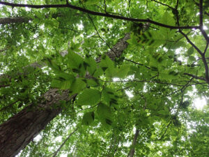 Photo showing symptomatic striping from beech leaf disease, seen from under the canopy.