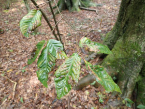 Photo showing severe beech leaf disease symptoms, including thickening, puckering and chlorosis.