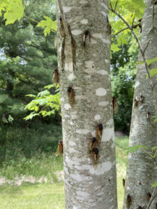 Photo of Brood XIII periodical cicadas (Magicicada spp.) resting on a tree at Big Foot Beach State Park in Lake Geneva on June 12, 2024.