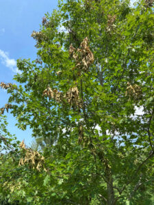 Photo showing oak twig death (“flagging”) due to periodical cicadas on an ornamental oak at Big Foot Beach State Park in Walworth County, June 19, 2024.