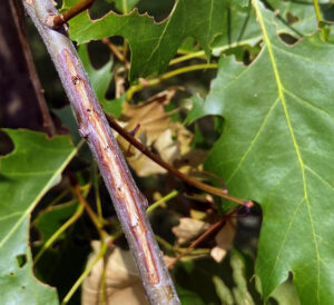 Photo showing a tree branch at Big Foot Beach State Park in Lake Geneva with cicada oviposition slits and flagging damage on June 19, 2024.