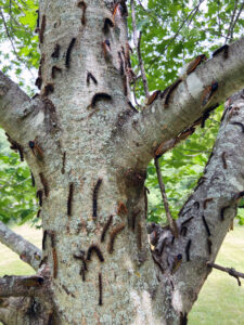 Photo showing both cicadas and spongy moth caterpillars -- many of them dead due to virus or fungus infection -- on a tree trunk at Big Foot Beach State Park in Lake Geneva in June 2024.