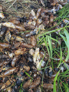 Photo showing emerging cicadas forming a pile on the ground at Big Foot Beach State Park in Lake Geneva on May 30, 2024.