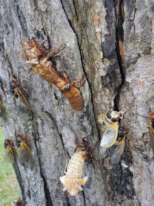 Phoito showing cicadas — including white insects, a sign that they’ve just emerged — getting their bearings on a tree trunk at Big Foot Beach State Park in Lake Geneva on May 30, 2024.