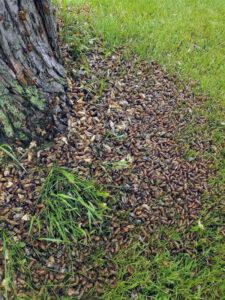 Photo showing cicada pupae forming a huge pile at the base of a tree in Big Foot Beach State Park in Lake Geneva on May 30, 2024.