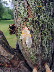 Photo of a cicada, still white because it has just emerged, resting on a tree trunk at Big Foot Beach State Park in Lake Geneva on May 30, 2024.