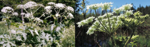 Two photos showing that giant hogweed (left) and native cow parsnip (right) have similar umbel-shaped flowers.