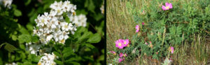 Two photos showing Invasive multiflora rose (left) with many flowers blooming in clusters, and native prairie rose (right) with larger blooms that are often pink.