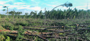 Photo showing that while pine trees in the background seemed unaffected, other parts of a stand in the Chequamegon-Nicolet National Forest were wiped out by the derecho storm that ravaged northeastern Wisconsin in June, 2019.