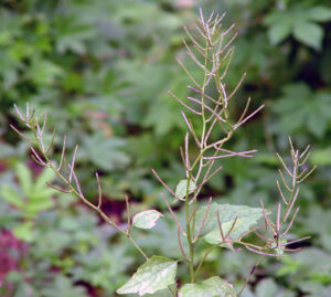 Close-up photo indicating how removing the white, four-petaled flowers of garlic mustard as well as the siliques (long thin, seedpods) is the next-best option if the entire plant cannot be removed.